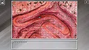 Super Jigsaw Puzzle: Generations - Red Things Screenshot 26