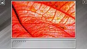 Super Jigsaw Puzzle: Generations - Red Things Screenshot 17