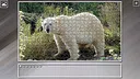 Super Jigsaw Puzzle: Generations - Random Animals 4 Screenshot 19