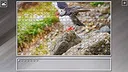 Super Jigsaw Puzzle: Generations - Random Animals 4 Screenshot 3