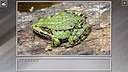 Super Jigsaw Puzzle: Generations - Random Animals 4 Screenshot 13