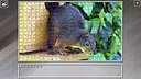 Super Jigsaw Puzzle: Generations - Random Animals 4 Screenshot 25