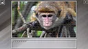 Super Jigsaw Puzzle: Generations - Random Animals 4 Screenshot 4