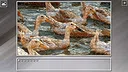 Super Jigsaw Puzzle: Generations - Random Animals 4 Screenshot 9