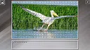 Super Jigsaw Puzzle: Generations - Random Animals 4 Screenshot 1