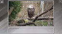 Super Jigsaw Puzzle: Generations - Random Animals 4 Screenshot 11