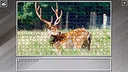Super Jigsaw Puzzle: Generations - Random Animals 4 Screenshot 26