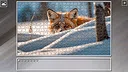 Super Jigsaw Puzzle: Generations - Random Animals 4 Screenshot 21