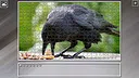 Super Jigsaw Puzzle: Generations - Random Animals 4 Screenshot 2