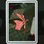 Butterfly Clip icon