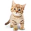 Meow! icon