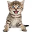Puss Lover icon