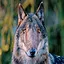 Dog icon