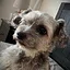 Dog Photo Simulator icon
