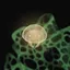 Green Fjord Complete icon