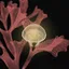 Red Reef Complete icon