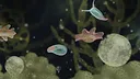 Jellies of the Deep Screenshot 3