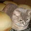 НЕЕШТЕ МЕНЯ! Я КОТ! icon