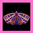Flutter Flutter
