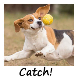 Catch it!