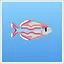 Banded Rainbowfish icon