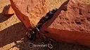 pedalverse Screenshot 3