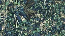 I commissioned some butterflies 4 Screenshot 5