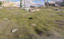 Bush Simulator Screenshot 2