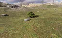 Bush Simulator Screenshot 3