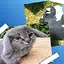 Full poster set icon
