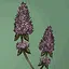 Strongest Potion icon