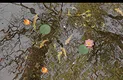 Tranquil Koi 鯉の池 Screenshot 1