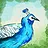 Bird Favorite