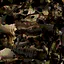 TEST icon