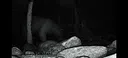 TRAILCAM Screenshot 2
