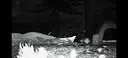 TRAILCAM Screenshot 1
