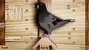 Unexpected Pigeon Race Screenshot 18