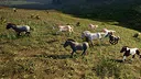 Wild Kingdom Screenshot 1