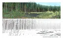 The Art of Pine: A Story of Loss Screenshot 3
