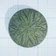 Amateur Crusher icon