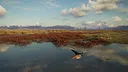 theHunter: Call of the Wild™ - Salzwiesen Park Screenshot 1