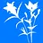 Lobelia