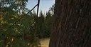 In The Woods Screenshot 1