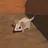 Rat Catcher