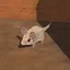 Rat Catcher icon