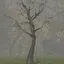 Pee Pee Tree icon