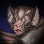 Bat icon