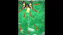 BEAR SHOOTER くまっとシューティング Screenshot 5