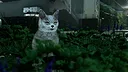 Catfall Screenshot 4