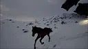 Horse Evolutions Screenshot 3